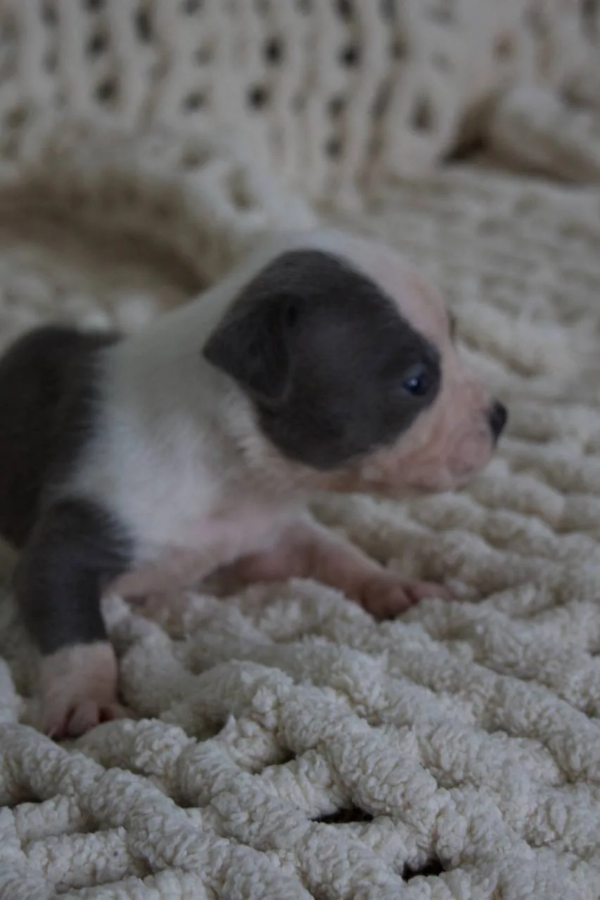 Small pet piglet resting on a soft blanket